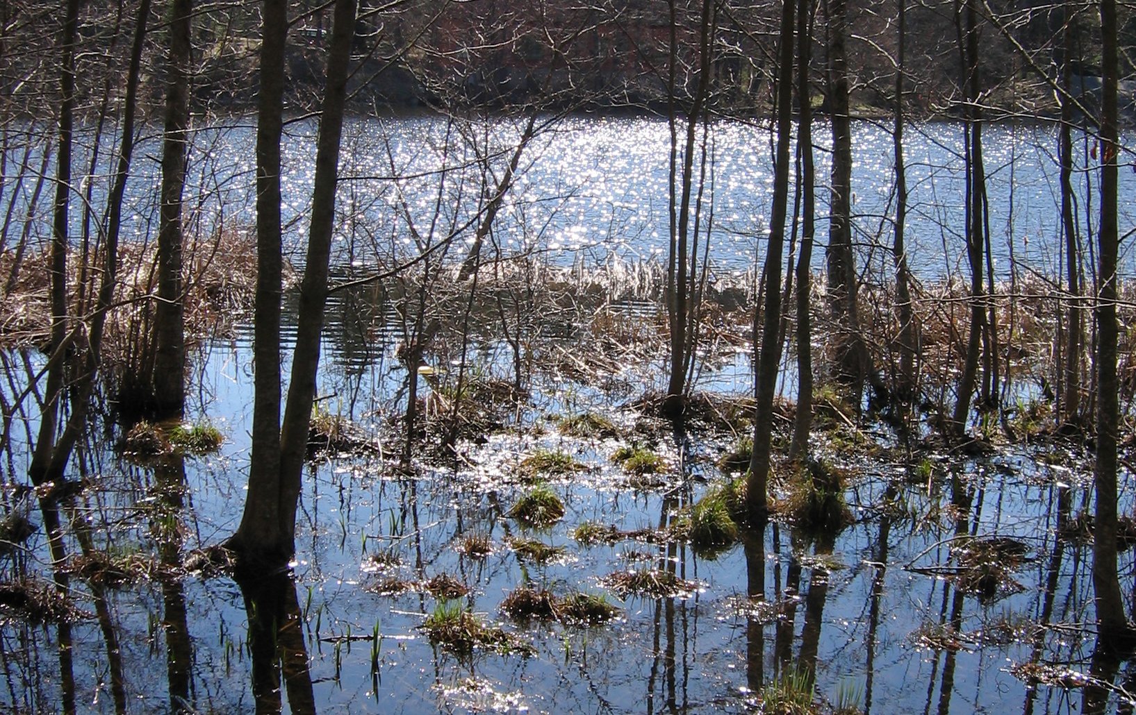 Översvämnningsskog vid Kottlasjön. Foto Lidingö stad