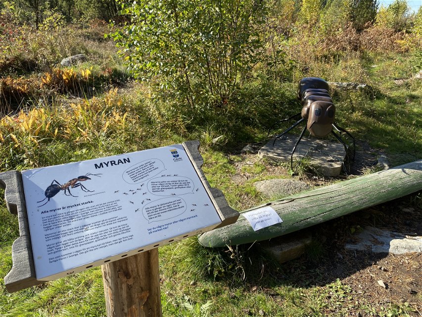 Information om myran - Storskogen