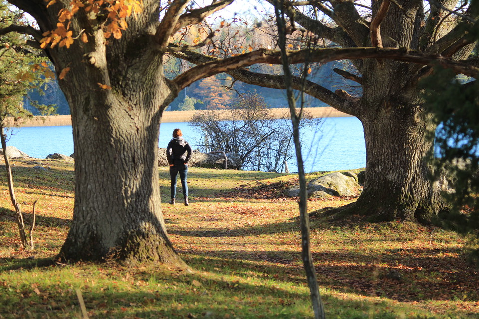 I hagmarken vid kärleksudden tronar mäktiga ekar.