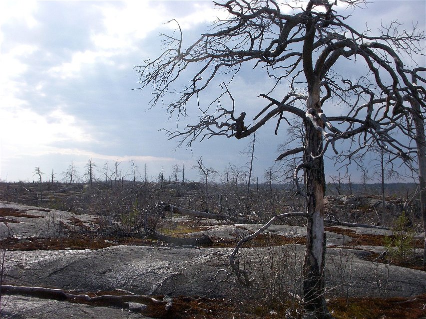 Skogsbranden i Tyresta nationalpark år 1999, förstörde cirka 10 procent av nationalparkens sammanlagda markyta.