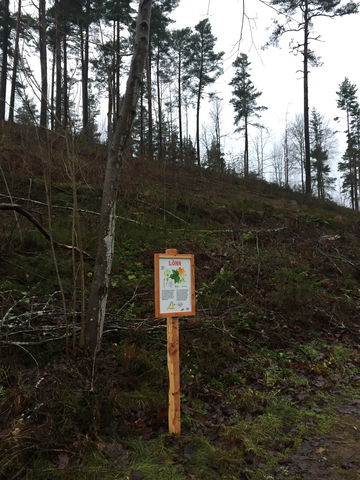 Bella Blåmes trädstig i Nykyrka