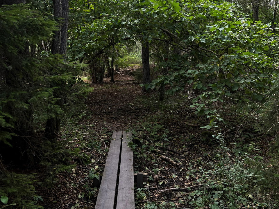 En liten spång i en lövskog