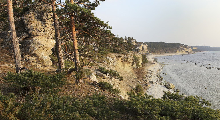En bit av klintkusten utmed reservatet, strax norr om Sigsarve strand.