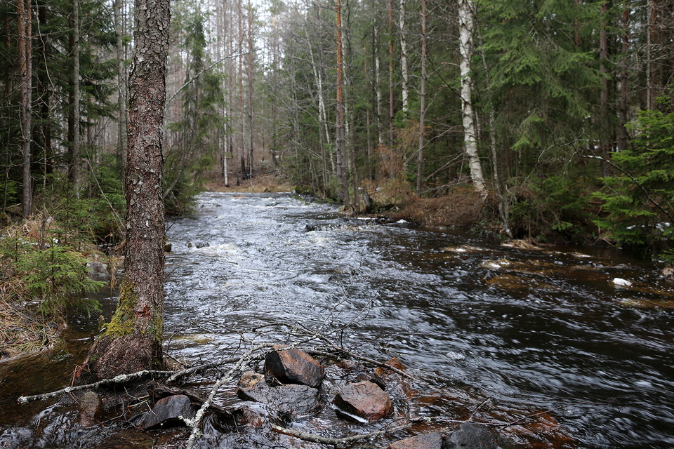Polande bäck längs med Uvstigen.