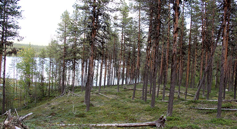 Jerttalompolo.