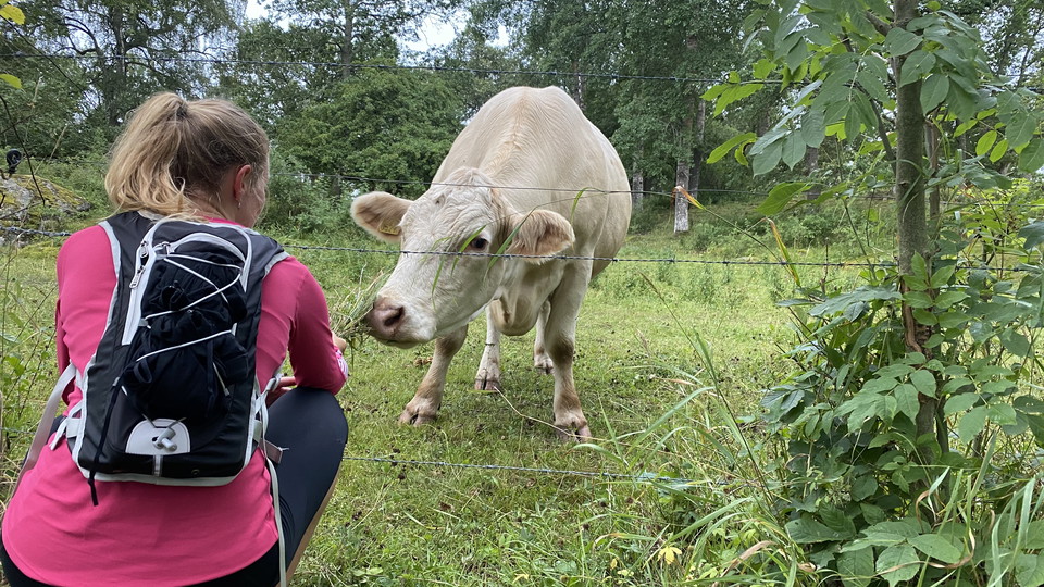 Möts av hungriga vänner