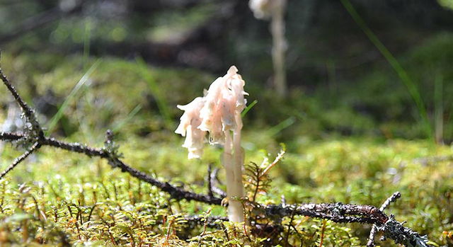 Norrbyhammar, Naturreservat