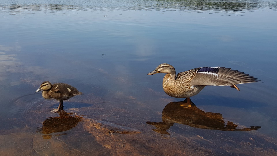 Gräsand med unge i Kottlasjön. Foto Lidingö stad