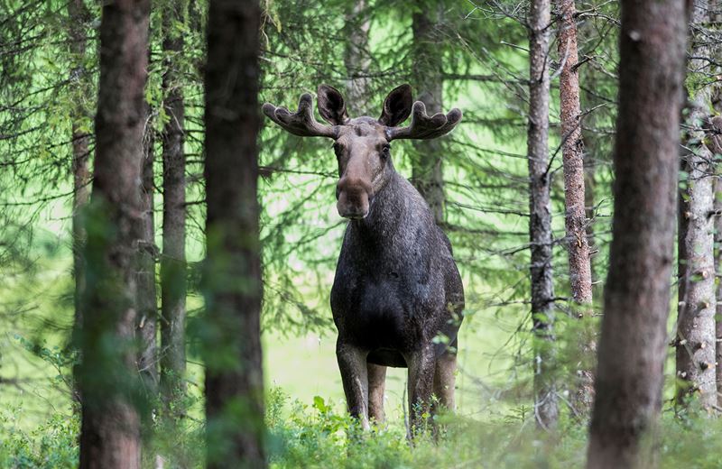 The Right of Public Access