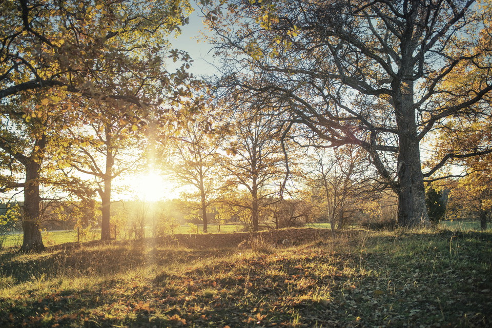 Hage vid Henrikstorp.