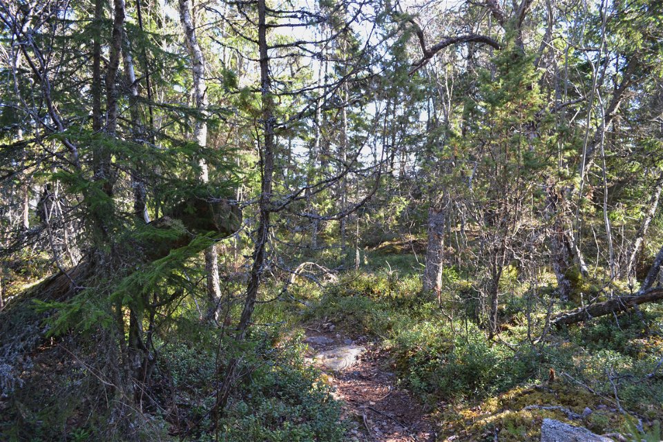 En stig leder genom skogen ut mot Rönnskärs udde . Foto Marie Amid