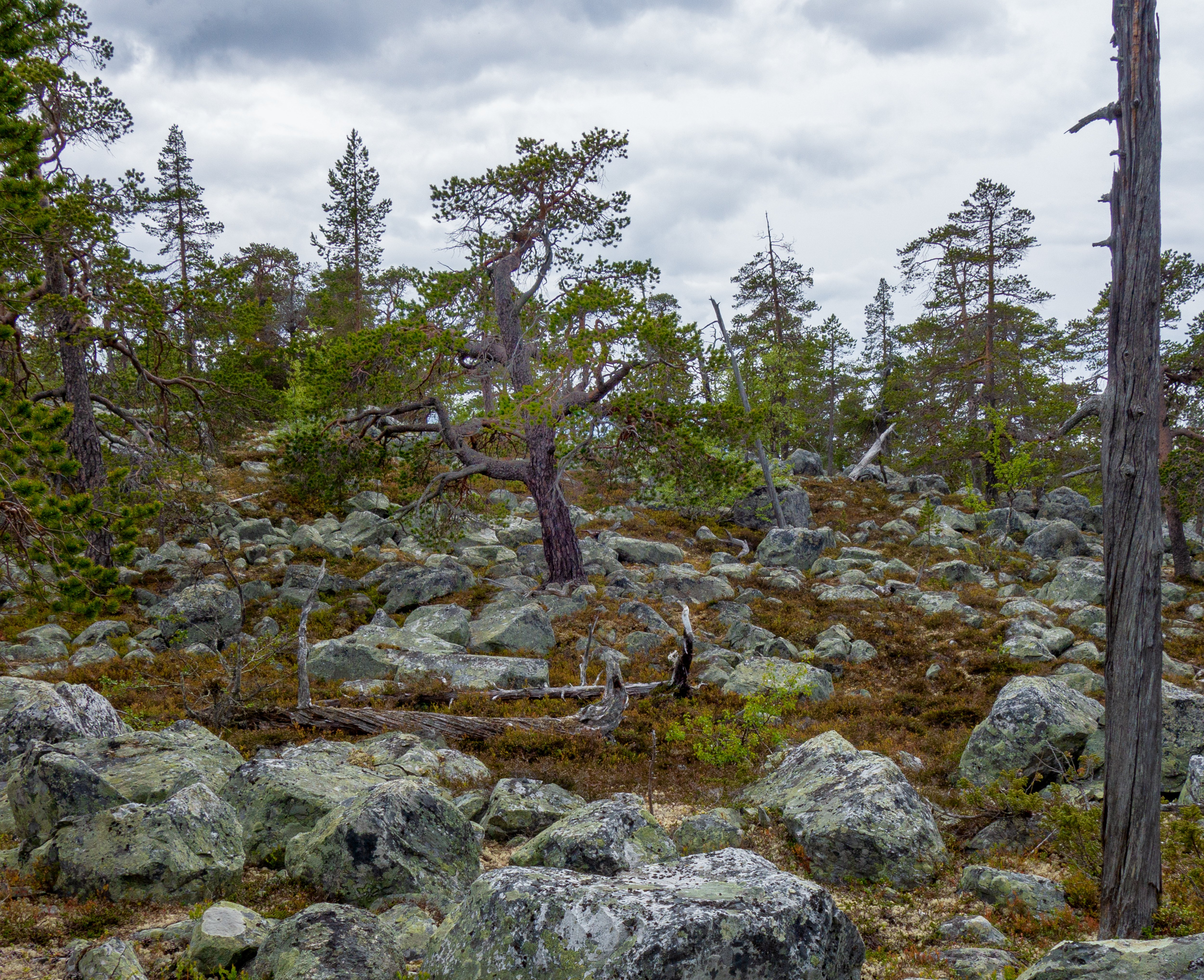 Gamla träd i Rogens naturreservat.