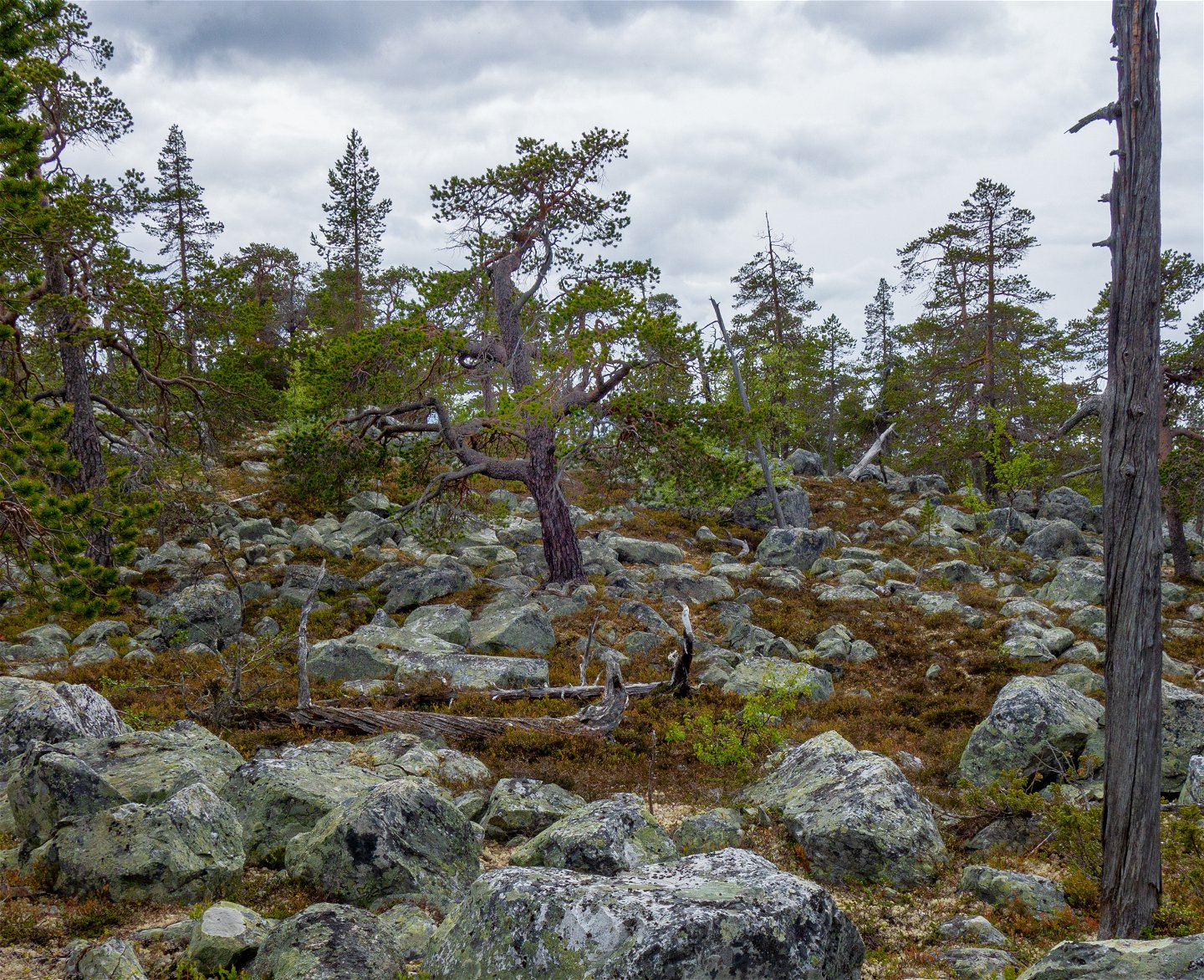 Gamla träd i Rogens naturreservat.