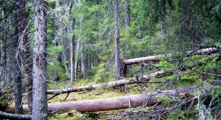 Svartliden.