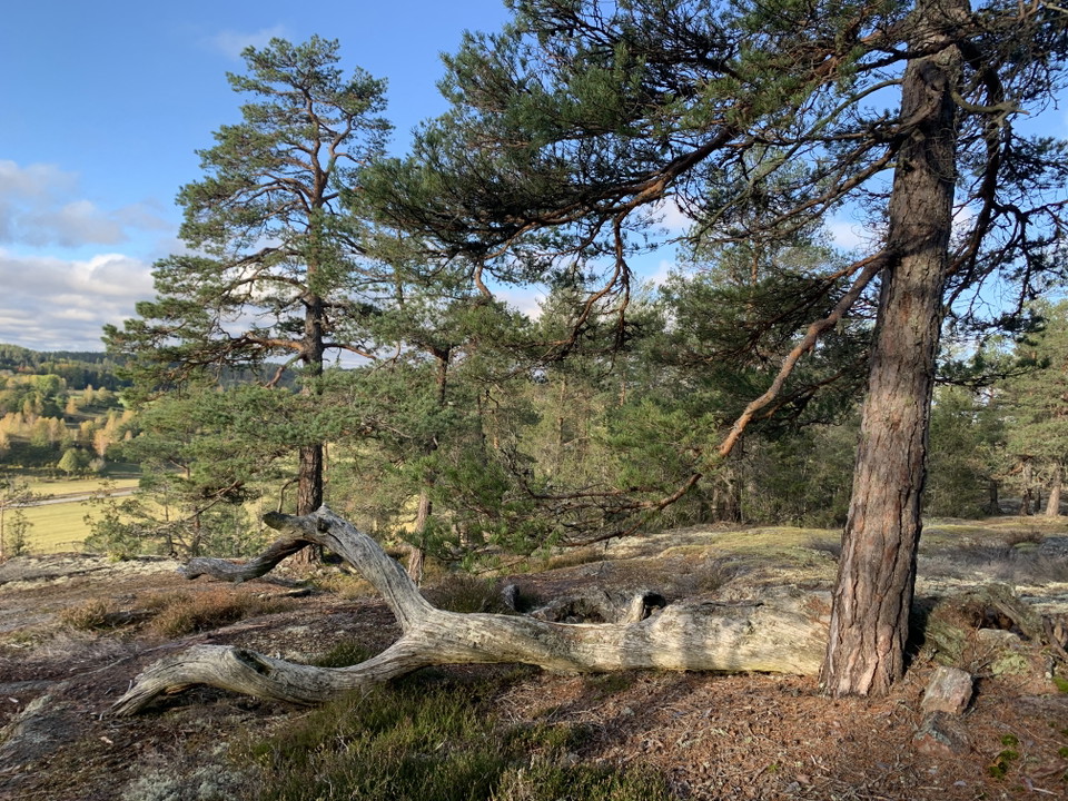 Berg med utsikt
