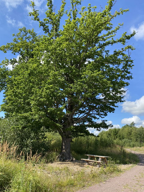 Sittbänkar och picknickbord finns utmed slingan