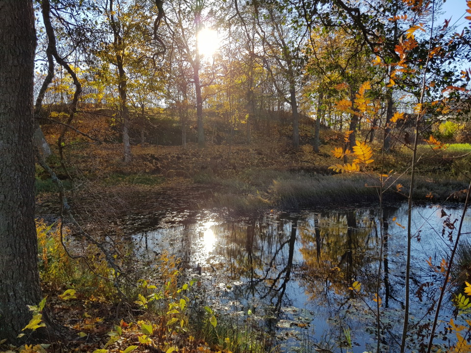 Mölna kvarndamm. Foto Lidingö stad
