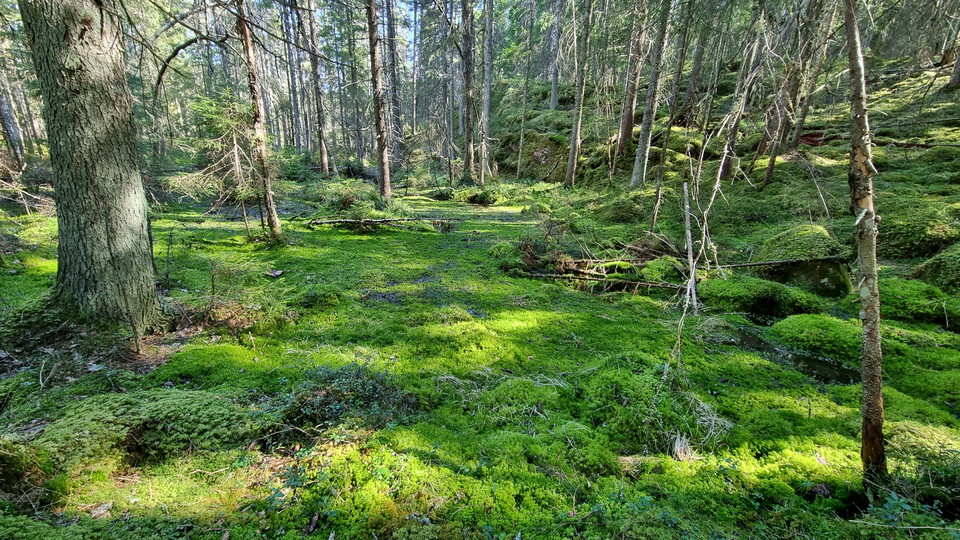 Mossa i fuktig mark.