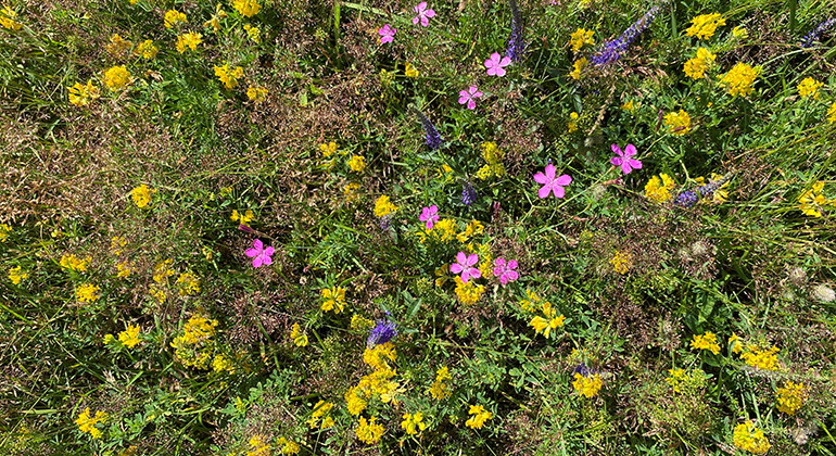Örtrik flora med bland annat backnejlika.
