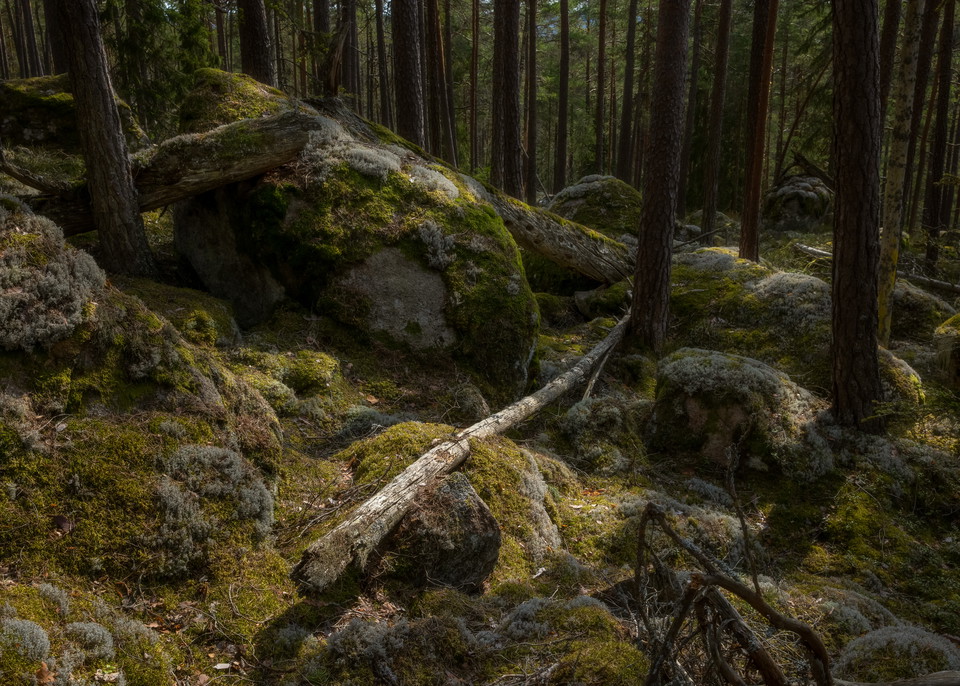 Skog i ett mossigt stenlandskap