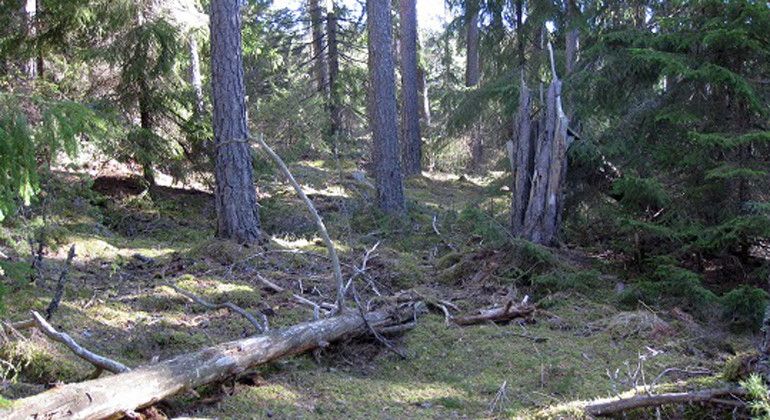 Lillören, Naturreservat