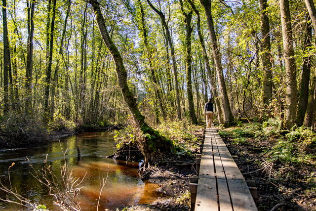 Vandringsslinga, Alslingan, Vinbergs naturreservat