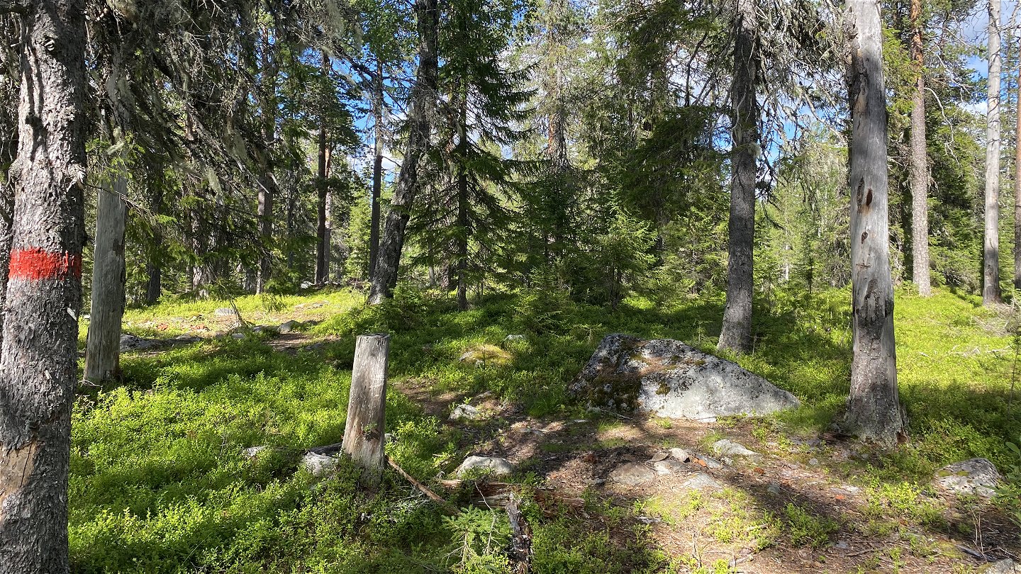 Forest on the top of Snöberget mountain.