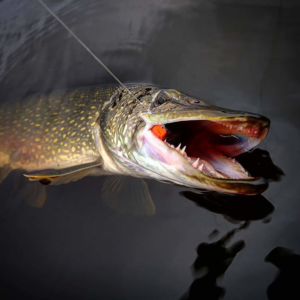 Lär dig mer om gädda