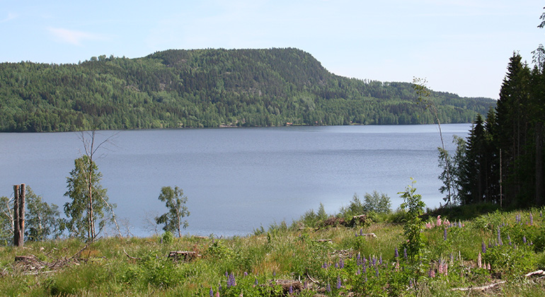 Gettjärnsklätten, Naturreservat