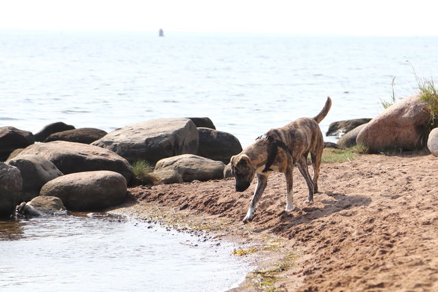 Svinö hundbad