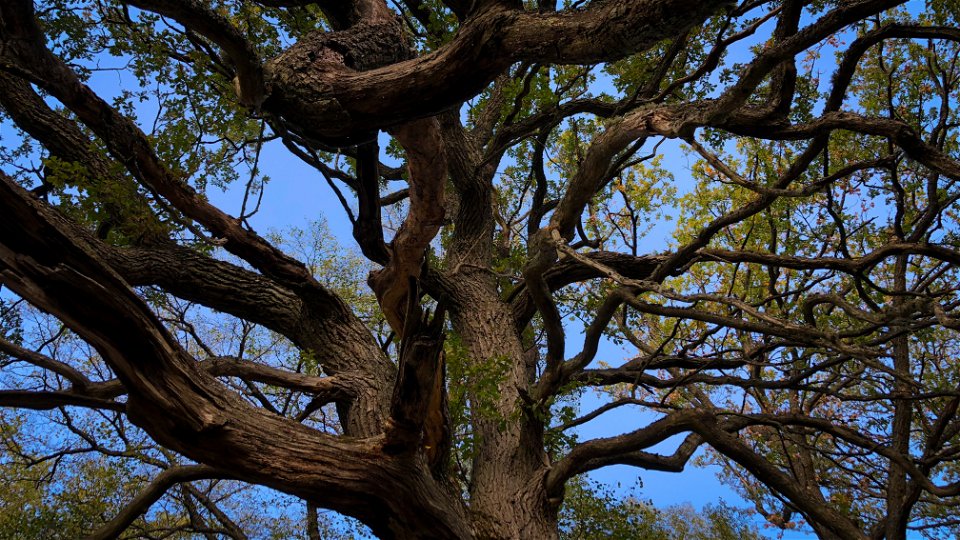 Stor gammal ek med kraftiga grenar likt armar.