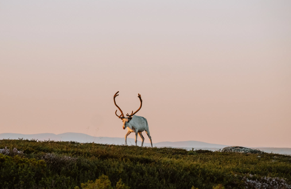 Ren på fjället