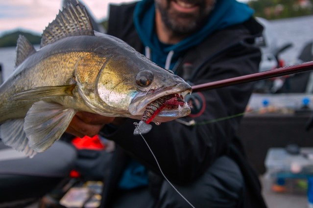 Lär dig mer om gös