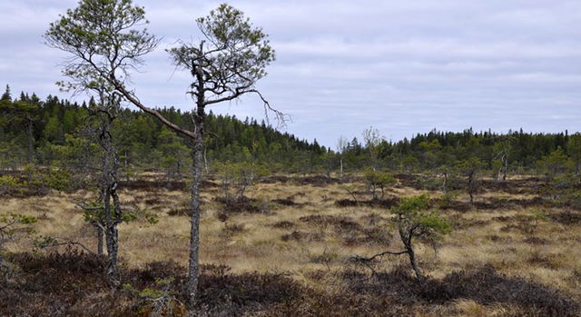 Örgivsmossen, Naturreservat