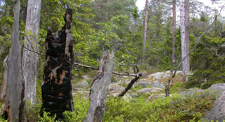 Brandspår. Foto Fredrik Wilde.