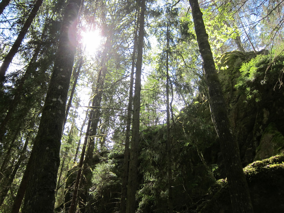 Solens strålar letar sig ner mellan träden.