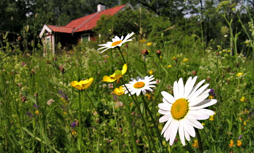Paradisets naturreservat – kommunens största sammanhängande skogsområde