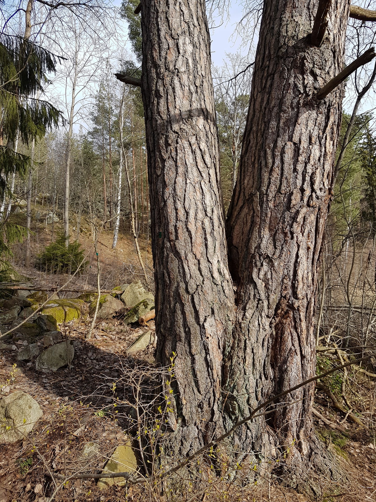 Mäktig tall i Grönsta. Foto Lidingö stad.