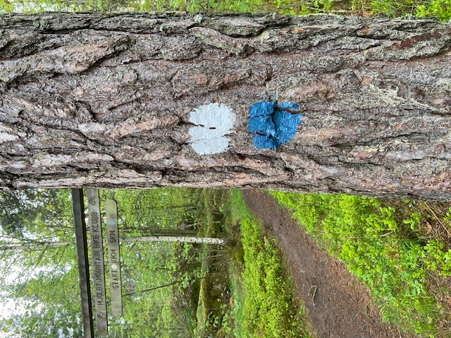 Bild på ledmarkering vit och blå, målad på träd