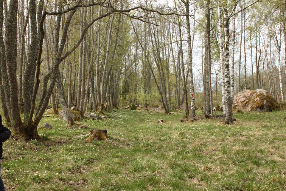 Alar och björkar står spridda på en stor gräsyta.