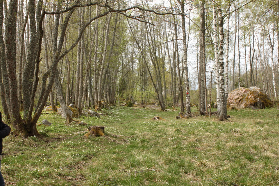 En skog med många lövträd och öppna ytor. Marken är ojämn med grästuvor, stubbar och stenar.