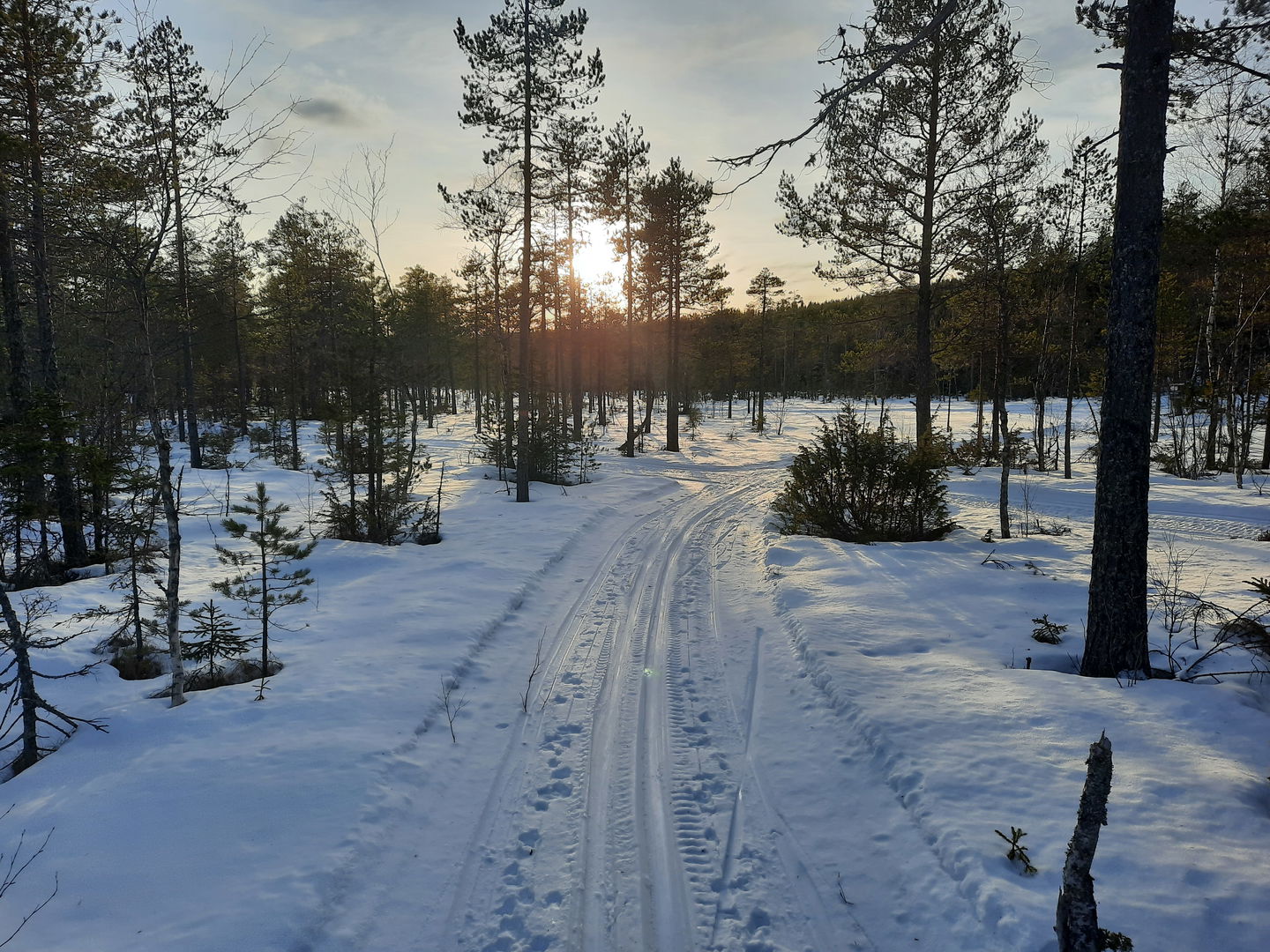 Spåren går på mestadels myrmark