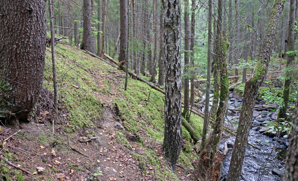 Sluttning ner mot bäcken.