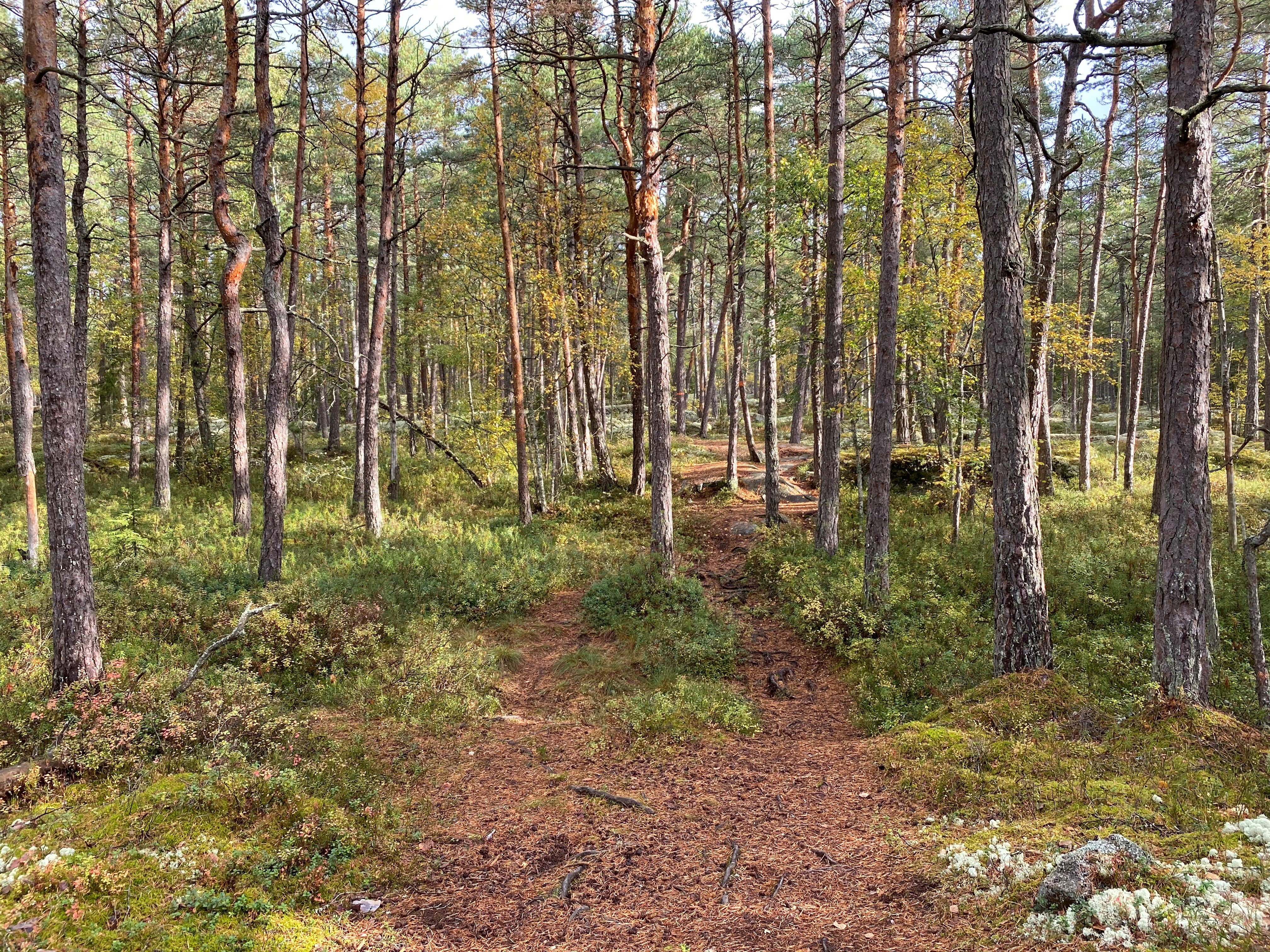 En något ojämn stig går igenom gles skog med många tallar.