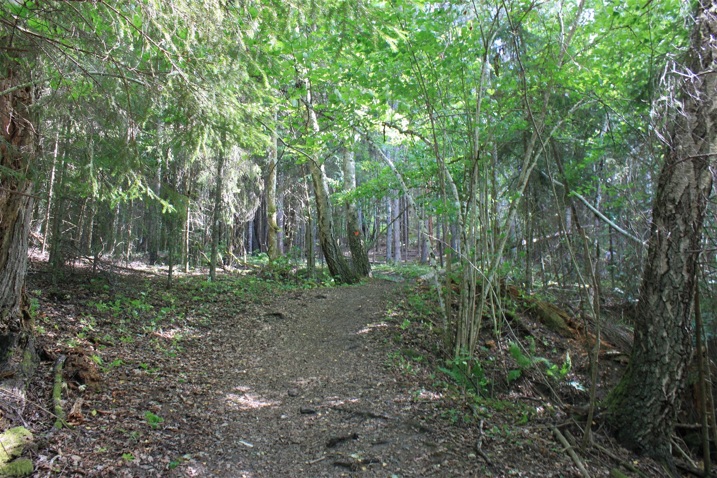 En något sluttande, bred stig går genom tät skog. En orange markering är målad på ena trädstammen.