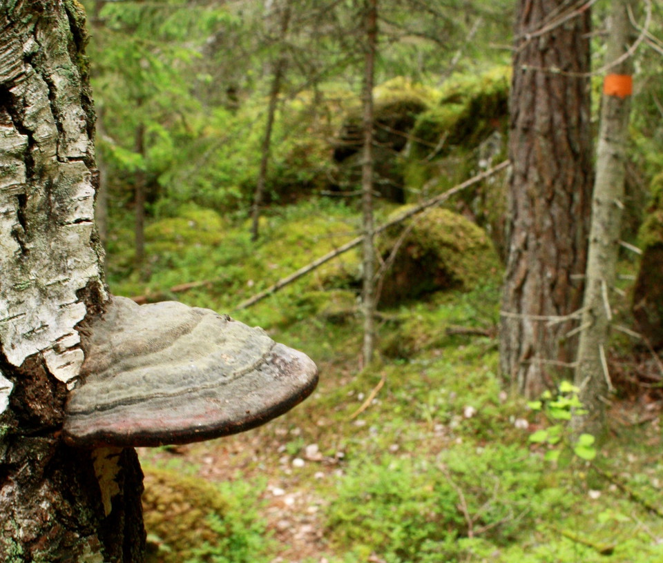 Närbild på en ticka som växer på en björkstam. I bakgrunden är det skog.