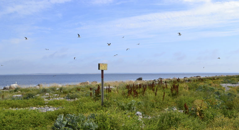 fåglar som flyger över en äng vid havskanten