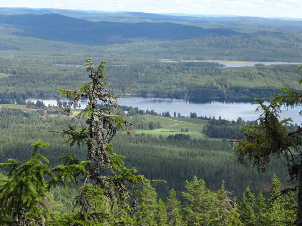Gamla granar i förgrunden och utsikt över lanskapet med skog och sjö.
