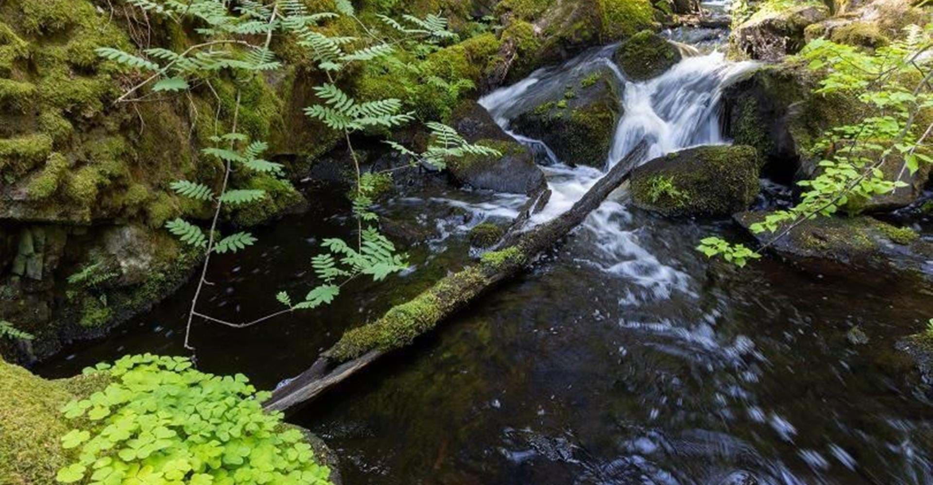 Humlehögsravinen. 
Etapp: Misterfall-Kisa. 
Kinda