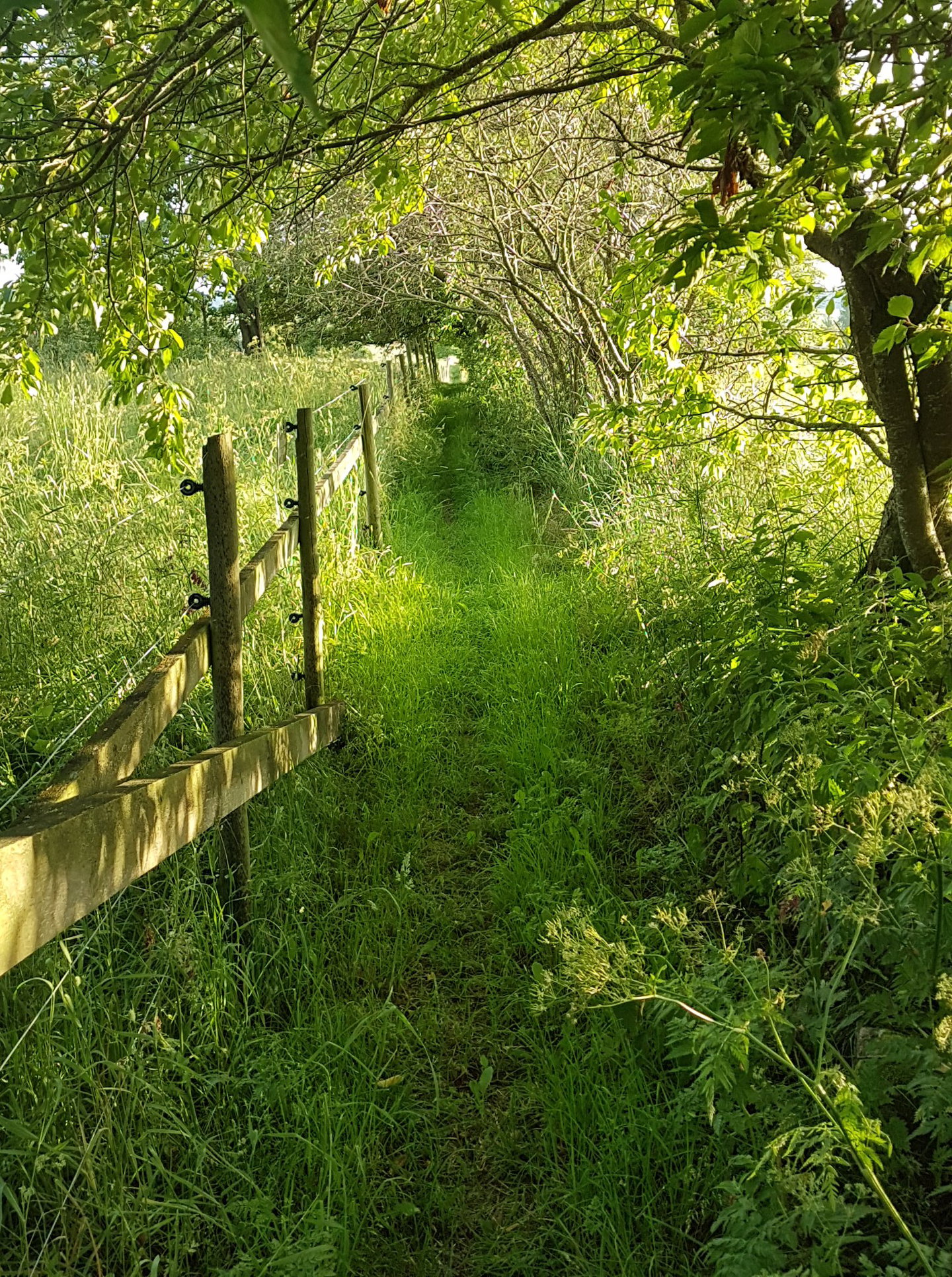Smal stig som leder uppåt mot fornlämningar på Lunds backe